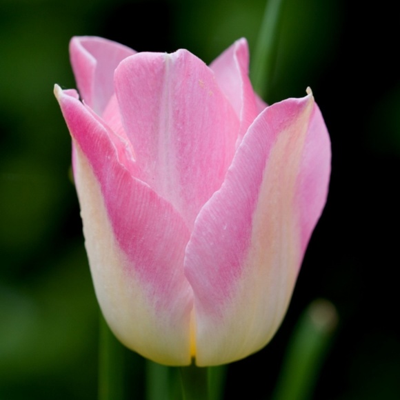 🌼🌼🌼🌼🌼🌼🌼🌼🌼🌼🌼🌼🌼 - Picture 4 of 4